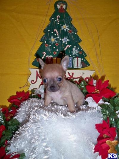 Chihuahua Puppies for Sale